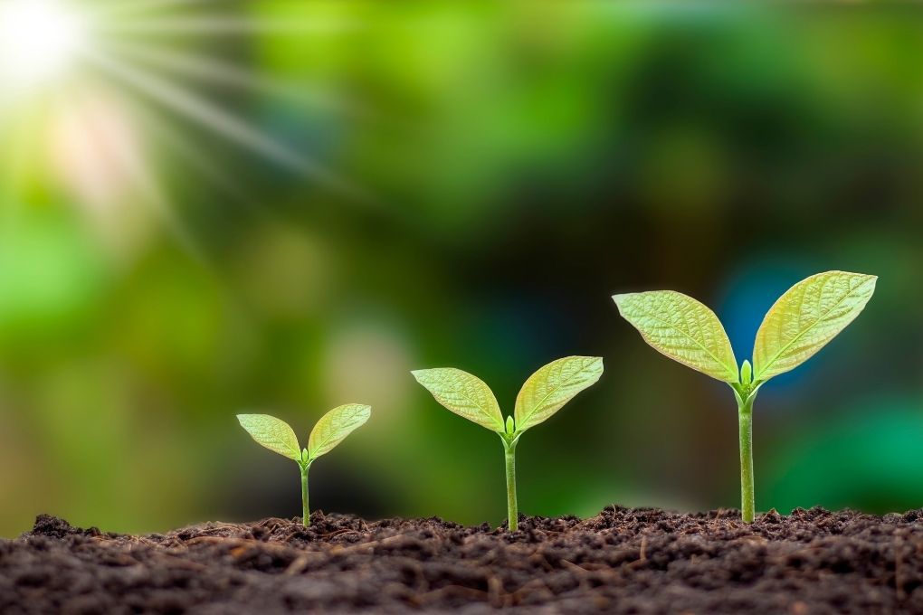 Planta creciendo, como metáfora del crecimiento sostenido en redes sociales